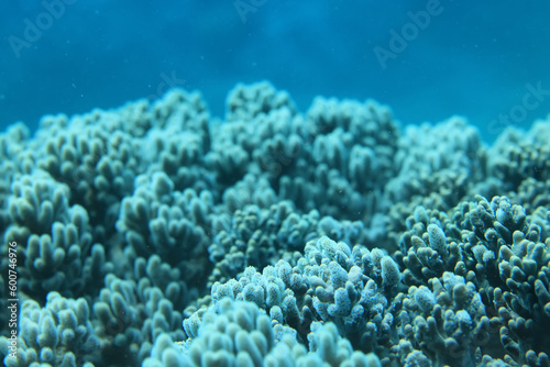 Fototapeta Naklejka Na Ścianę i Meble -  coral texture underwater background reef abstract sea