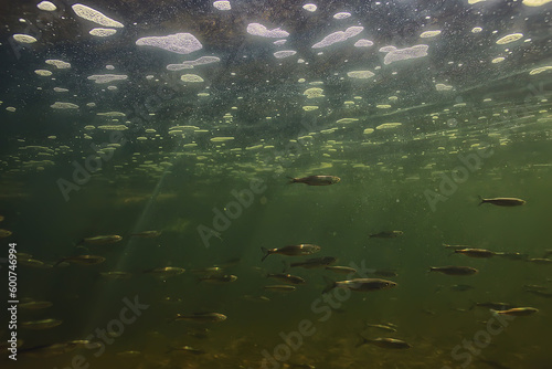 Foto fish underwater shoal, abstract background nature sea ocean ecosystem