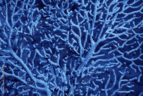 Fototapeta Naklejka Na Ścianę i Meble -  coral texture underwater background reef abstract sea