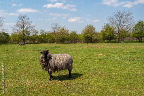 texelaar sheep grazing with a lamb looking in a field, grassland, Dutch, Holland photo