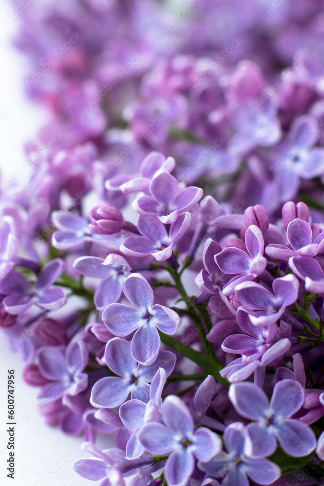 Postcard with purple lilacs. Beautiful spring flowers