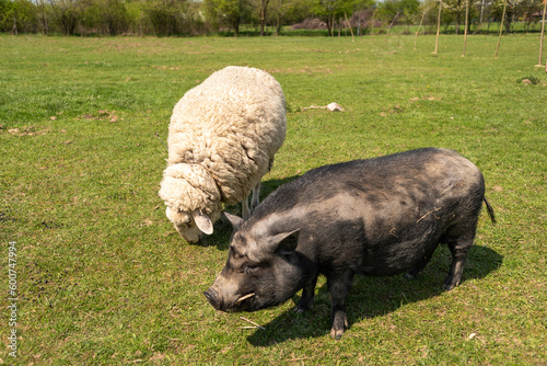 A black pig and a white sheep graze on a green field.