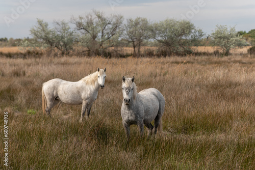 Camargue horses feeding in the marshes.