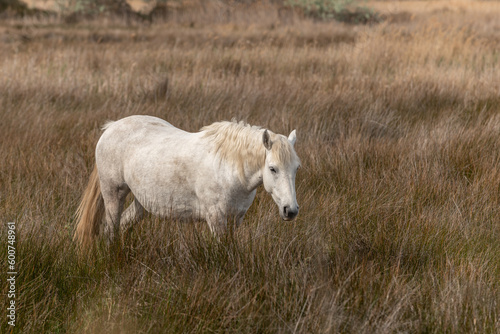 Camargue horse feeding in the marshes.