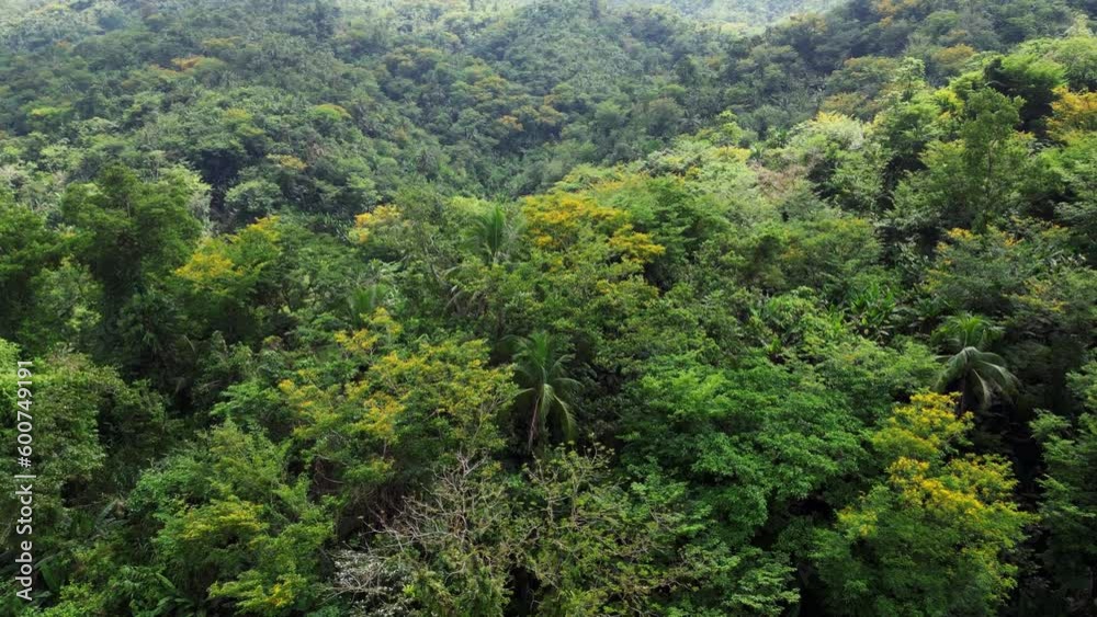 Gorgeous Aerial View of dense, tropical rainforest and scenic hills in Catanduanes, Philippines. Gorgeous Aerial View of dense, tropical rainforest and scenic hills in Catanduanes, Philippines.