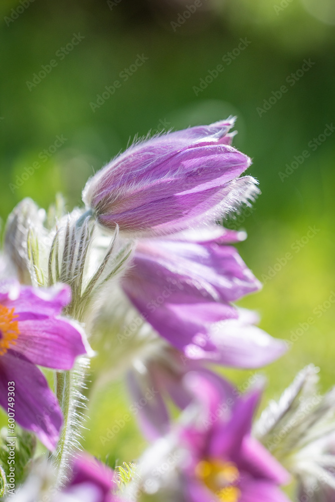 Anemone | Frühlingsblume