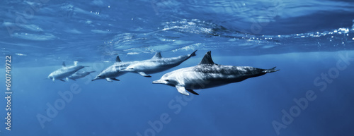 dolphins underwater photo, sea water wildlife © kichigin19
