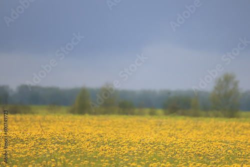 yellow field dandelions background nature spring summer season abstract