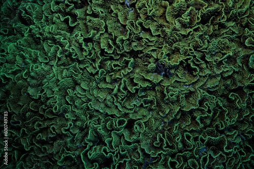 Fototapeta Naklejka Na Ścianę i Meble -  texture coral underwater reef background sea