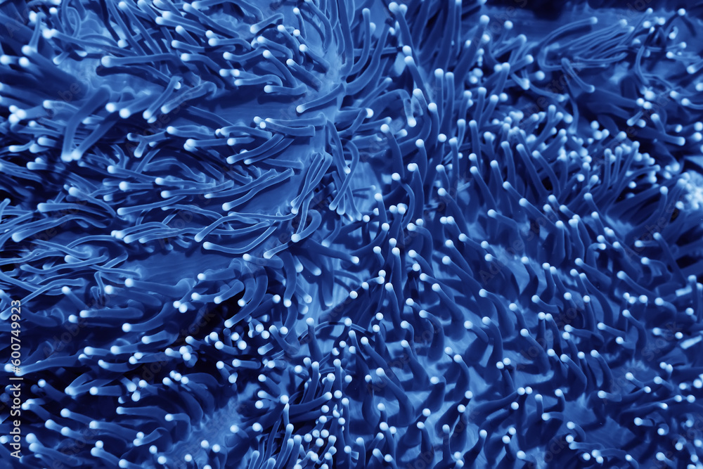 coral texture underwater background reef abstract sea coral texture underwater background reef abstract sea