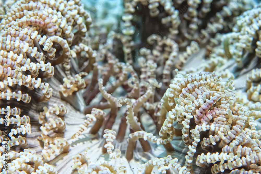 coral texture underwater background reef abstract sea coral texture underwater background reef abstract sea