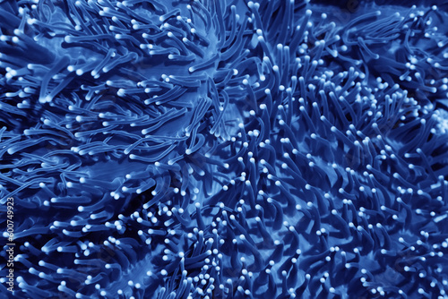 Fototapeta Naklejka Na Ścianę i Meble -  coral texture underwater background reef abstract sea