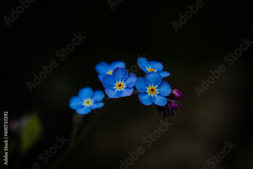 forget me not flower
