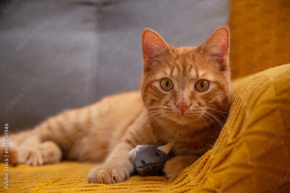 Fototapeta premium Red cat on yellow sofa with toy mouse at home.