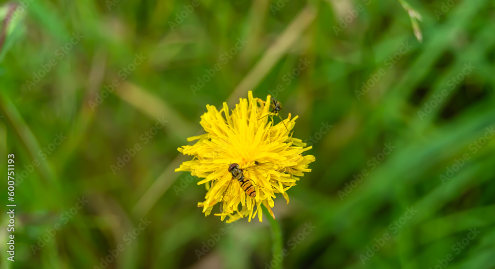 Beautiful wild flower winged bee on background foliage meadow Beautiful wild flower winged bee on background foliage meadow