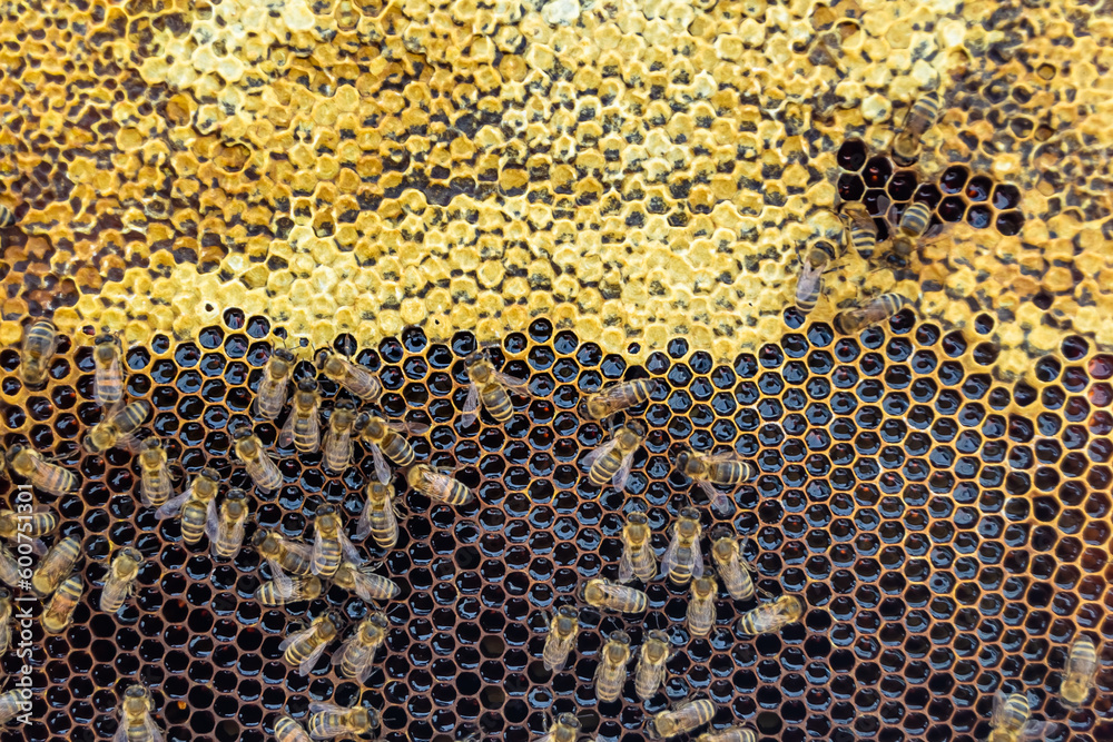 Abstract hexagon structure is honeycomb from bee hive filled Abstract hexagon structure is honeycomb from bee hive filled