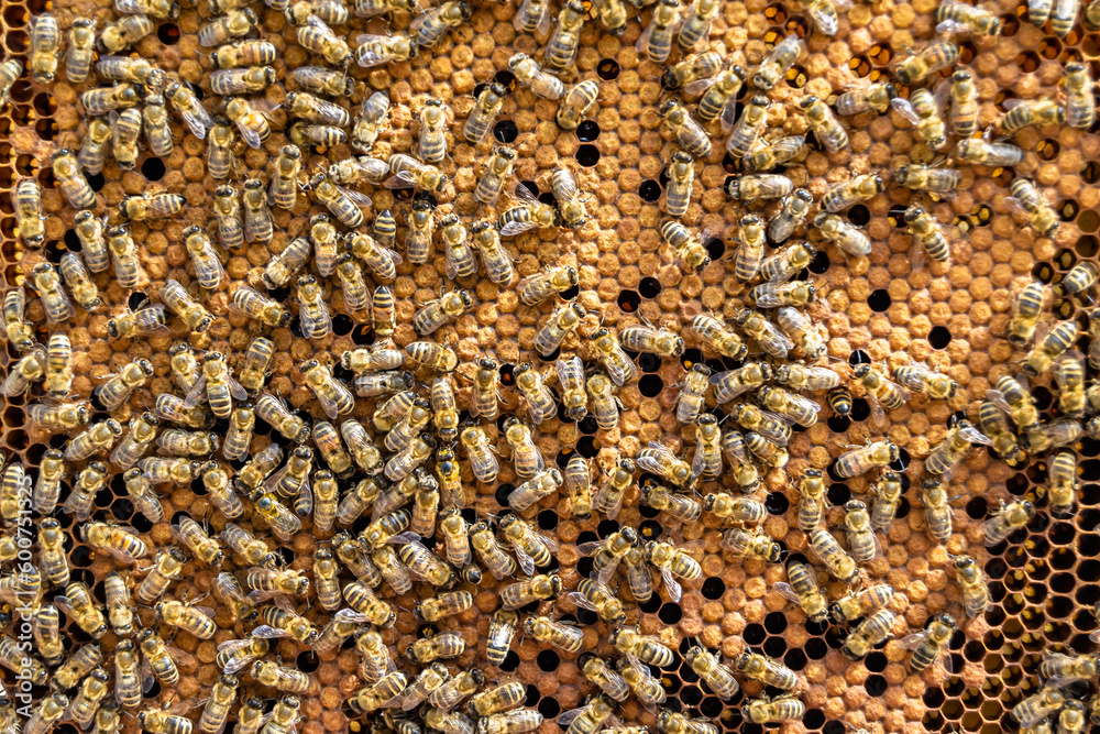 Abstract hexagon structure is honeycomb from bee hive filled Abstract hexagon structure is honeycomb from bee hive filled