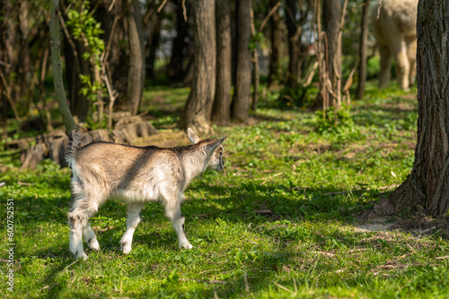 A small cute goat stands on a green field. Goat cub on farm