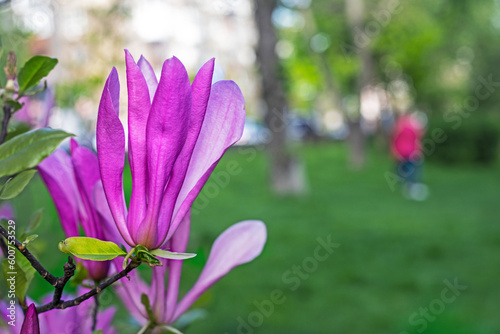 close-up of a pink magnolia flower on a green background. © Nataliia Makarovska