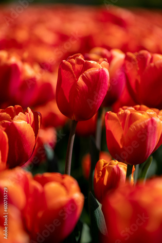 tulip standing out