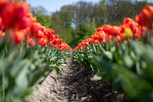 endless tulip field