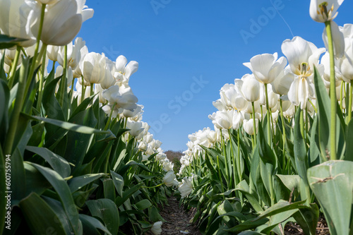 endless tulipfield