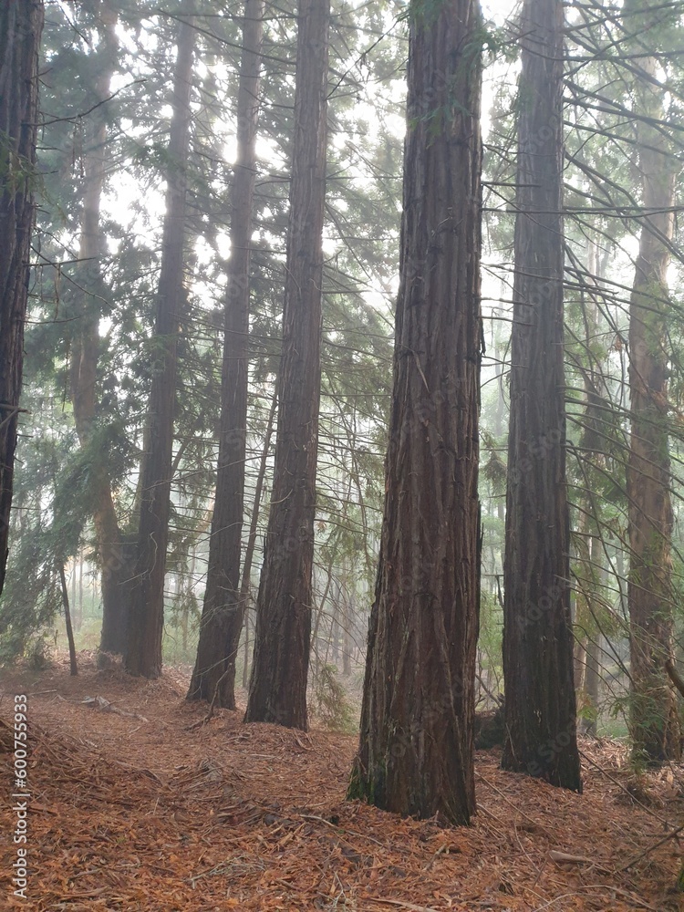 Misty morning amongst the redwoods Misty morning amongst the redwoods