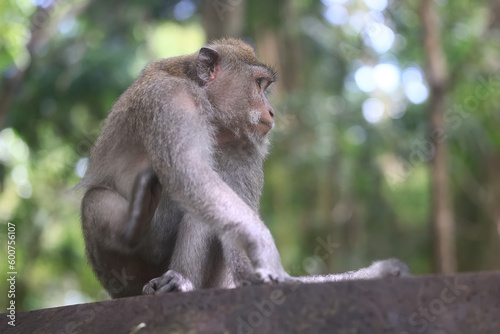 monkey in the wild macaque asia jungle park © kichigin19