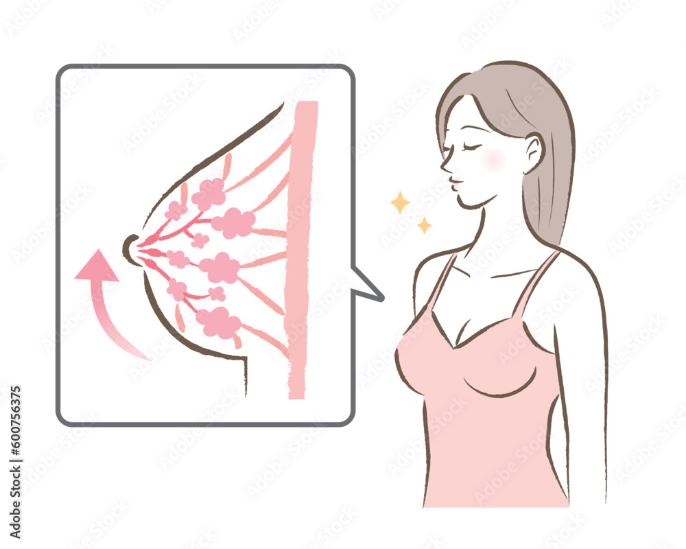 張りのあるバストの図と若い女性のイラスト 張りのあるバストの図と若い女性のイラスト