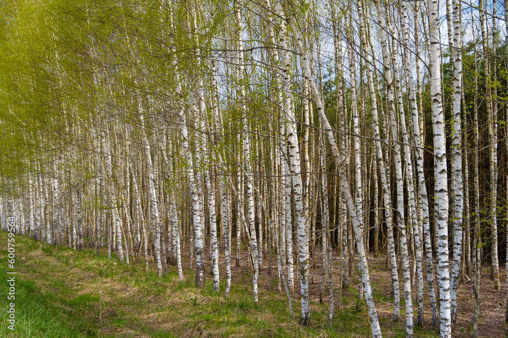 Beautiful birch grove. Alley with young birches. Beautiful birch grove. Alley with young birches.