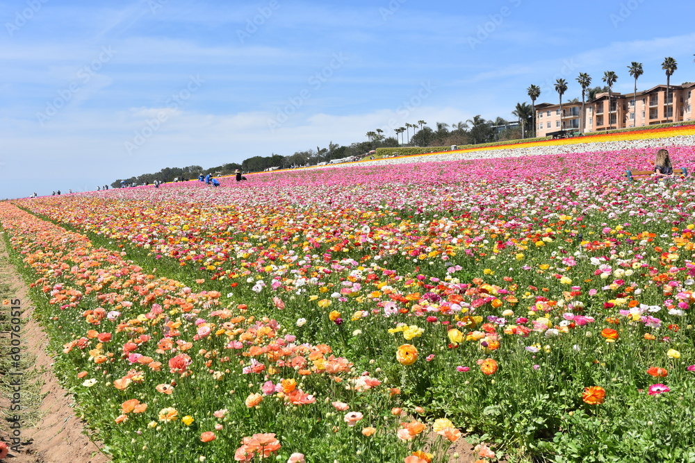 Flowers in a field
