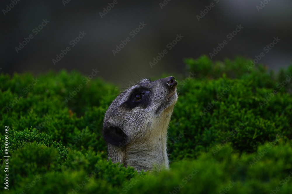 Obraz premium meerkat in the grass