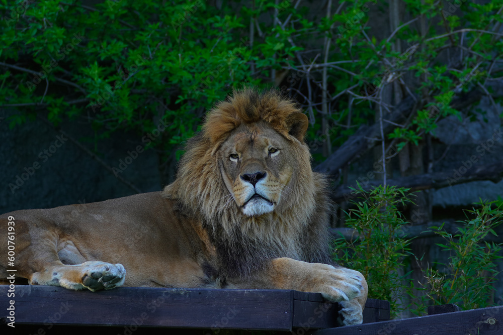 Obraz premium lion in zoo