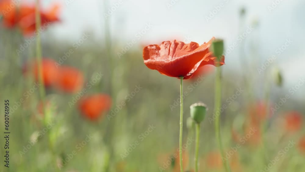 A red flower on a poppy field against the background of the sun and blue sky, close-up.