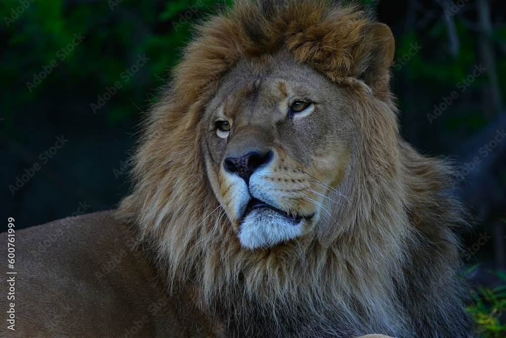 portrait of a lion