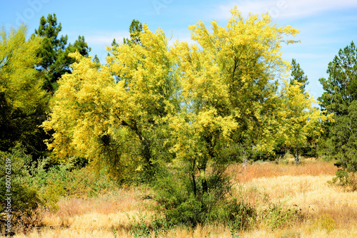 Palo Verde Tree, Sonora Desert, Spring and in bloom