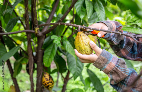 Cocoa farmer uses pruning shears to cut the cocoa pods or fruit ripe yellow cacao from the cacao tree. Harvest the agricultural cocoa business produces.