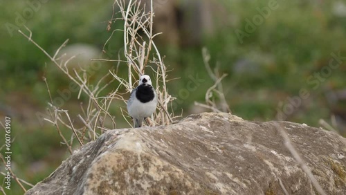 Small beautiful bird White wagtail perched on rock in wild nature. photo