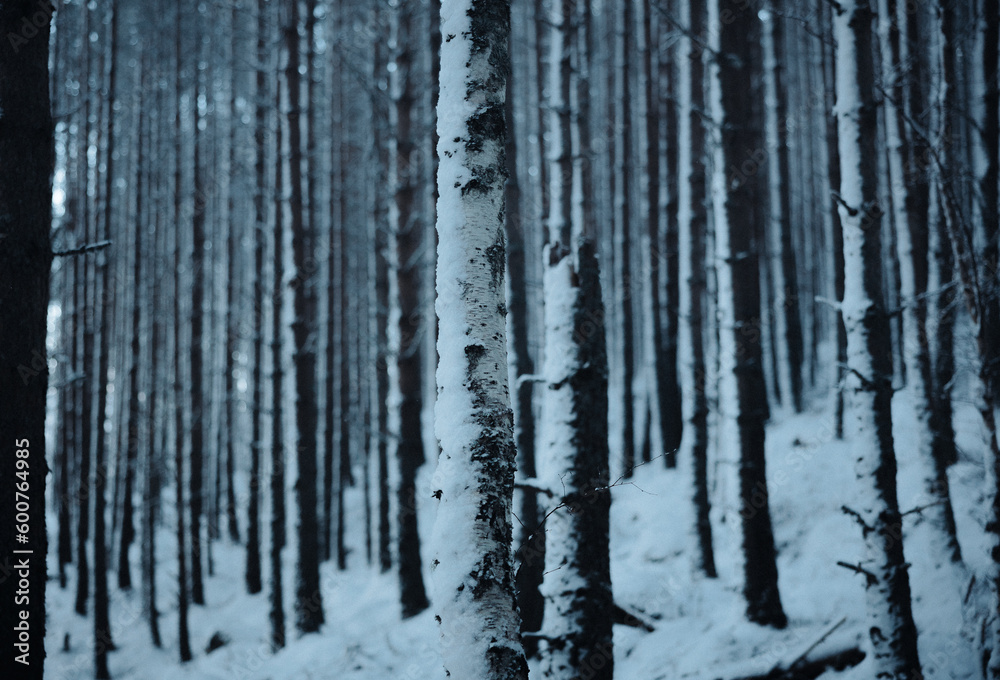 Fototapeta premium forest in winter