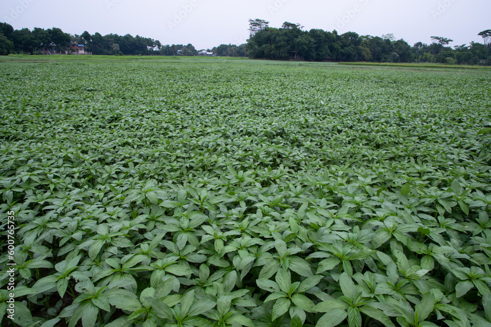 Green raw Jute Plant in the field. Agriculture Concept Green raw Jute Plant in the field. Agriculture Concept