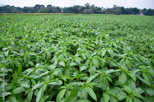 Green raw Jute Plant in the field. Agriculture Concept