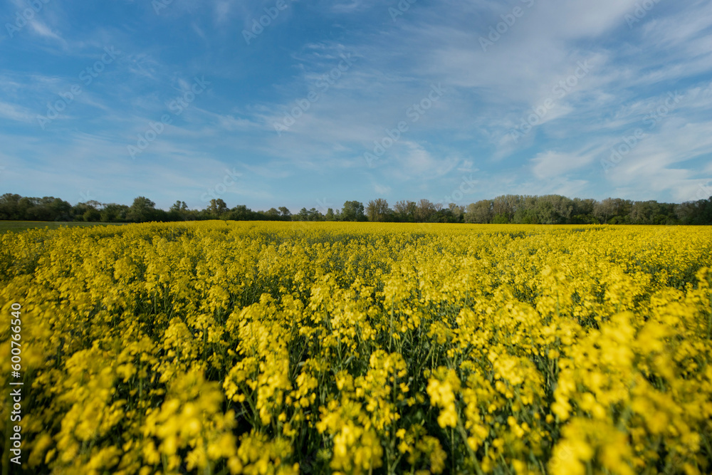 pola, niebo, zółty, krajobraz, charakter, rolnictwa, kwiat, blękit, gwałt, lato, jary, farma, olej rzepakowy, hayfield, obszarów wiejskich, roślin, countryside, chmura, chmura, kwiat, nafta, nasienie, pola, niebo, zółty, krajobraz, charakter, rolnictwa, kwiat, blękit, gwałt, lato, jary, farma, olej rzepakowy, hayfield, obszarów wiejskich, roślin, countryside, chmura, chmura, kwiat, nafta, nasienie,