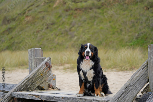 Bernese Mountain Dog sitting on the sea defenses on the beach in Norfolk 