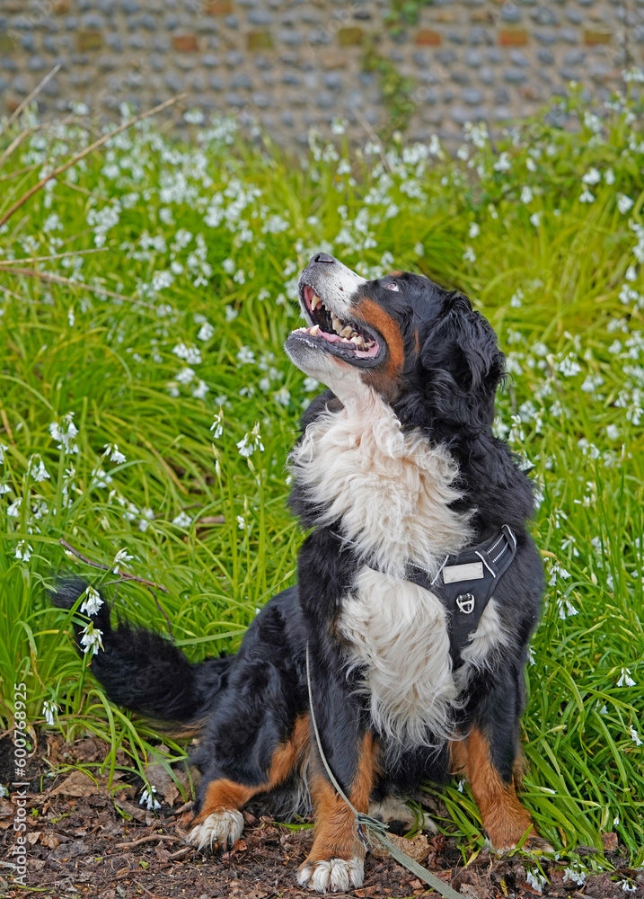 Obraz premium Bernese Mountain Dog sitting, looking up, white spring flowers in the background 