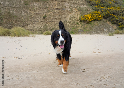 Bernese Mountain Dog walking on the beach 