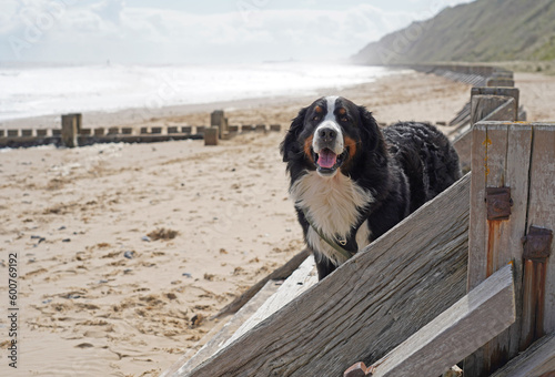 Large dog standing on the wooden sea defenses on the beach in Norfolk 
