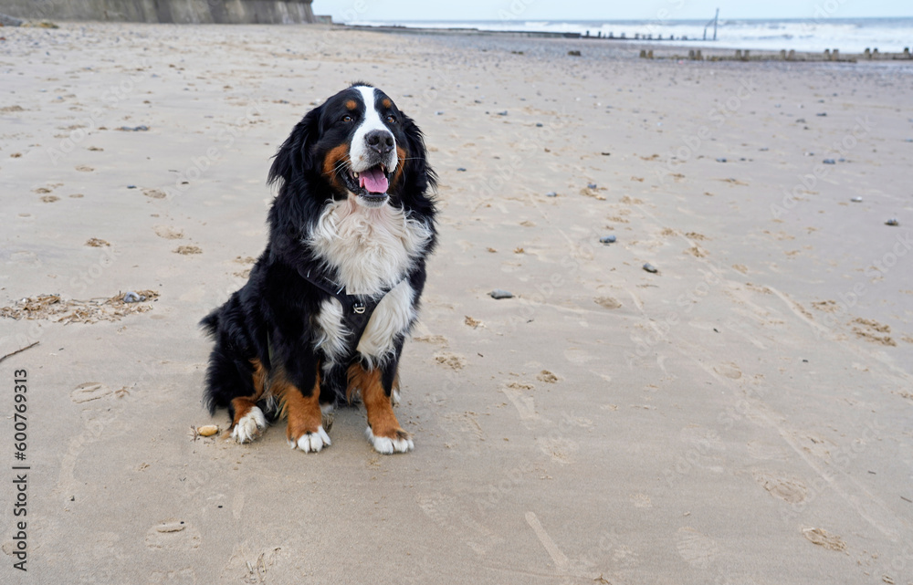 Bernese Mountain Dog is sitting on a sandy beach, Norfolk Bernese Mountain Dog is sitting on a sandy beach, Norfolk