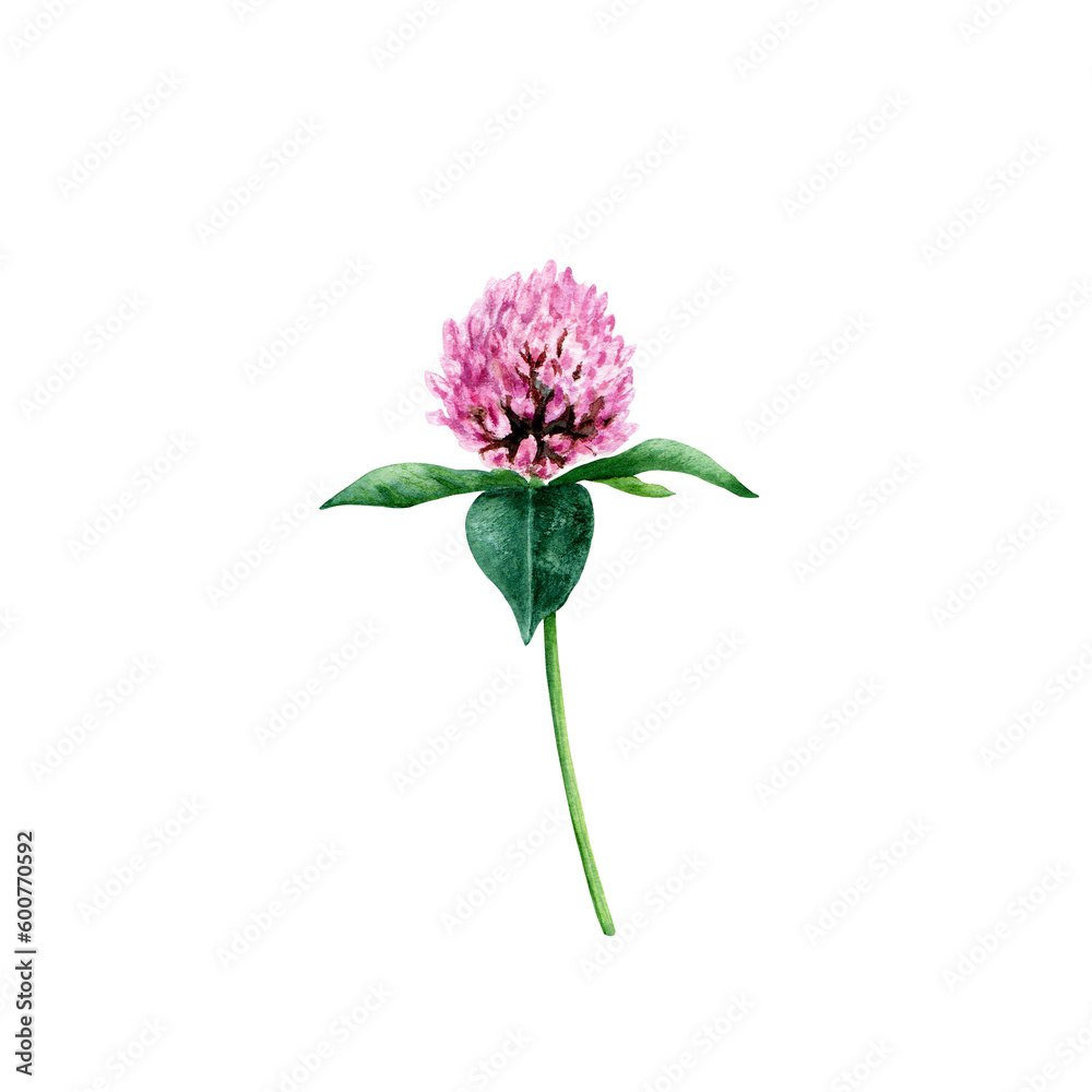 Red clover plant branch hand drawn wtercolor illustration isolated on white