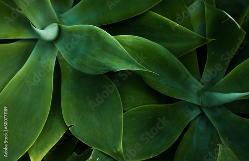 green leaves background