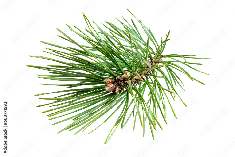 spring pine on a transparent isolated background. PNG - obrazy, fototapety, plakaty 